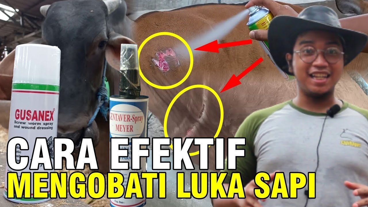 
                                 Gusanex-Obat-Luka-Sapi-Cara-Penggunaannya